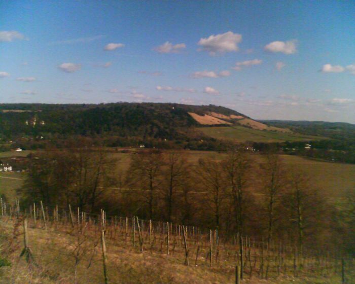 Looking to Box Hill from Denbies Vineyard