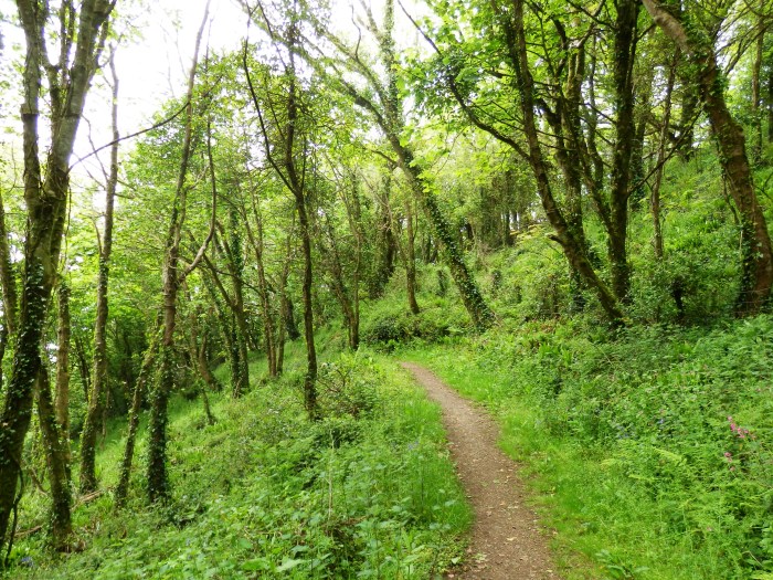 Woods on Day 2 below the Monkey Sanctuary