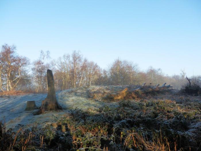 Bronze Age barrow in Ashenbank Wood
