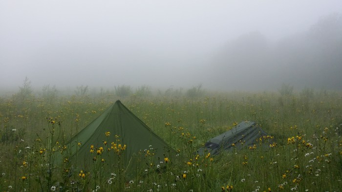 Morning in Slug Meadow